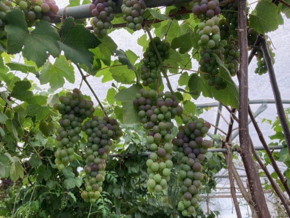 The group saw the vines growing at Creative Beings (Winnie Cameron)