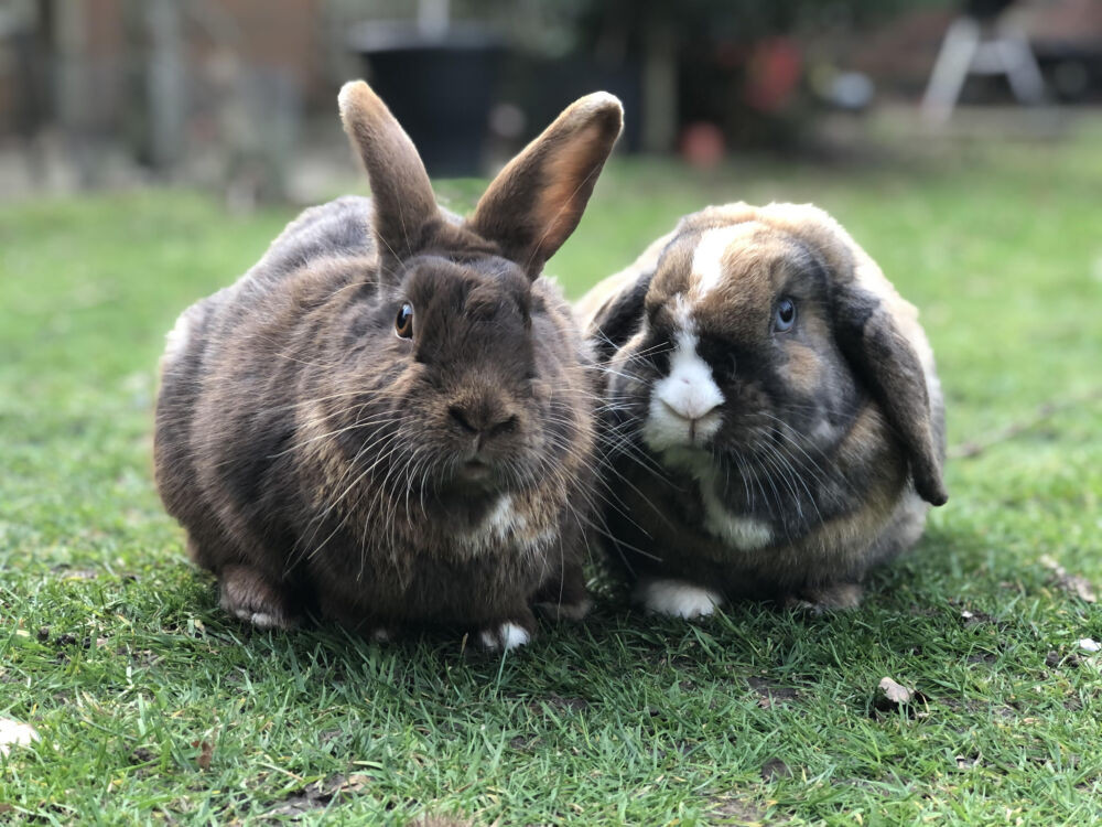 RSPCA Crewe and Nantwich branch are trying to regime Augustus 'Gus' and Muffin. 