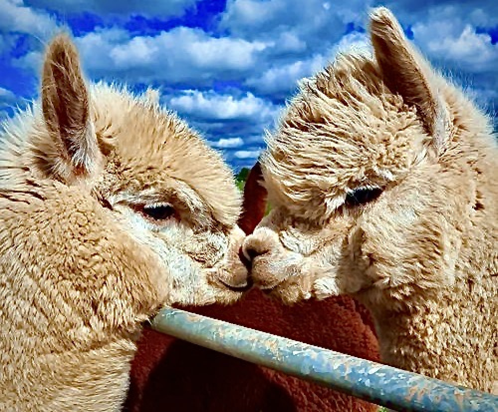 Image courtesy of Charnwood Forest Alpaca Farm near Ashby de la Zouch