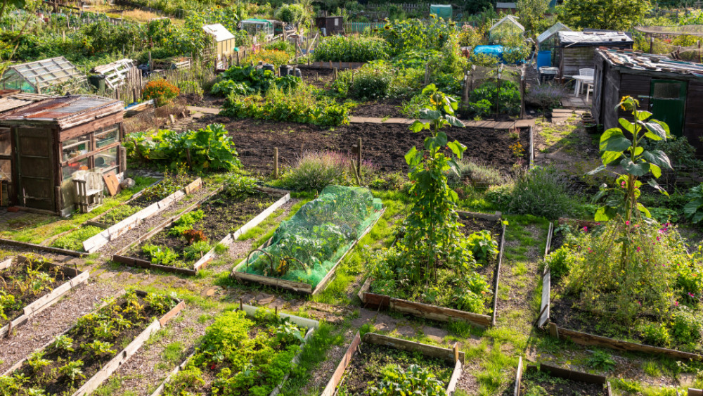 Average allotment plot costs in Stockport are £17, compared to £382 in Rochdale (Image - GTSE)