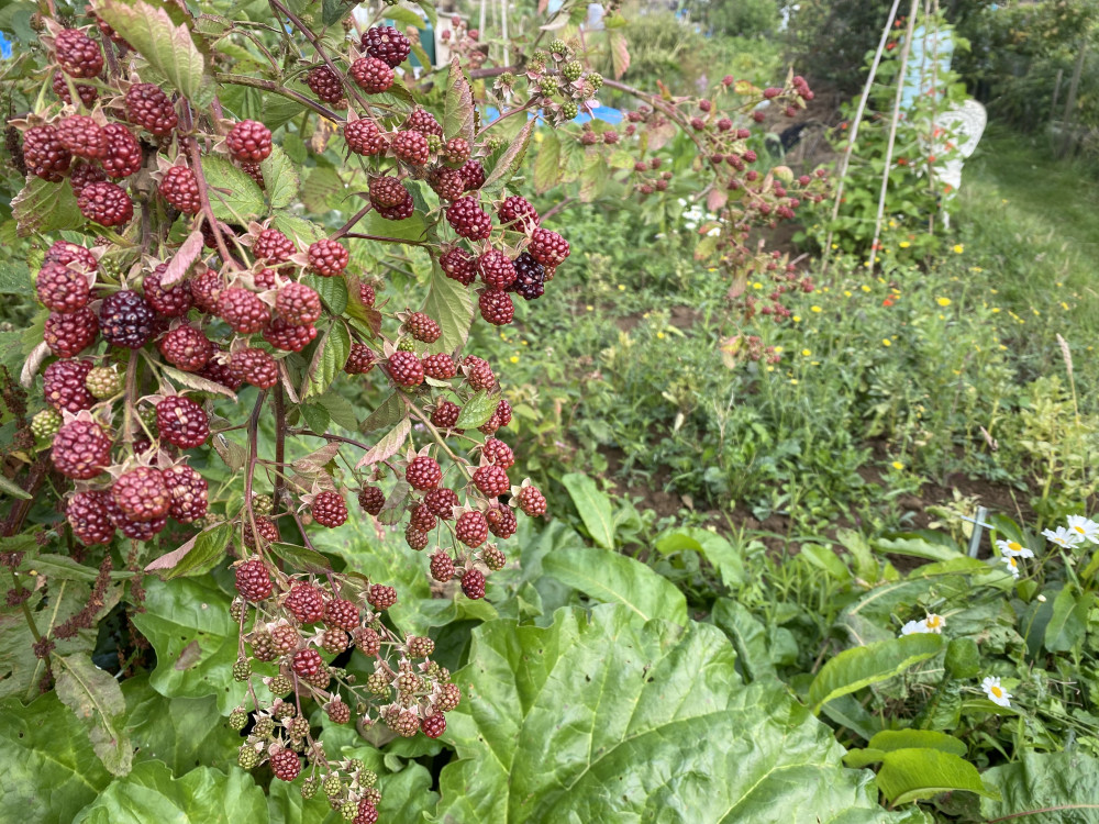 Popup Allotments