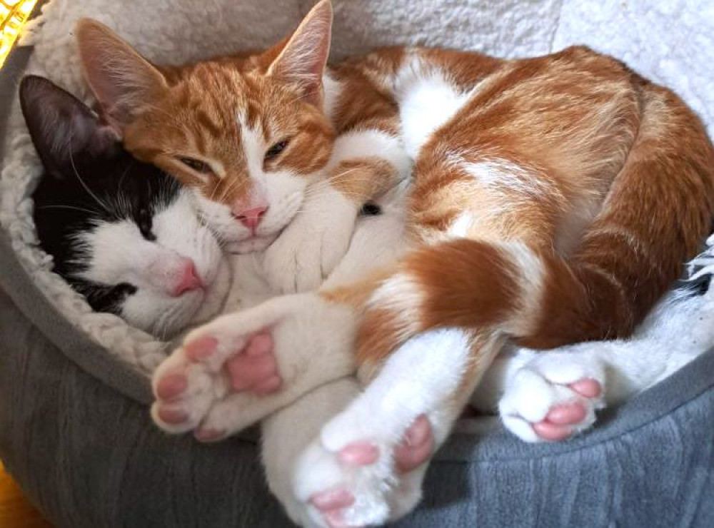 The cats are named after Queen frontman Freddie Mercury (blanc and white) and country singer Johnny Cash (ginger and white) respectively. (Image - RSPCA Macclesfield)