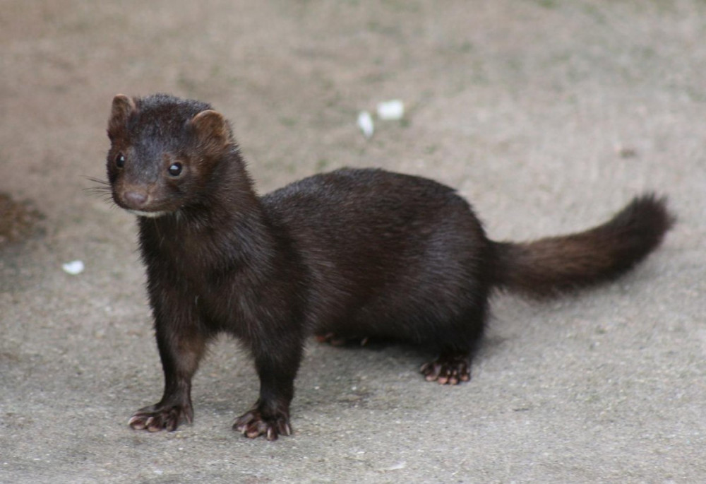 American mink spotted in Crane Park area (Stock pic - credit Patrick Reijnders)