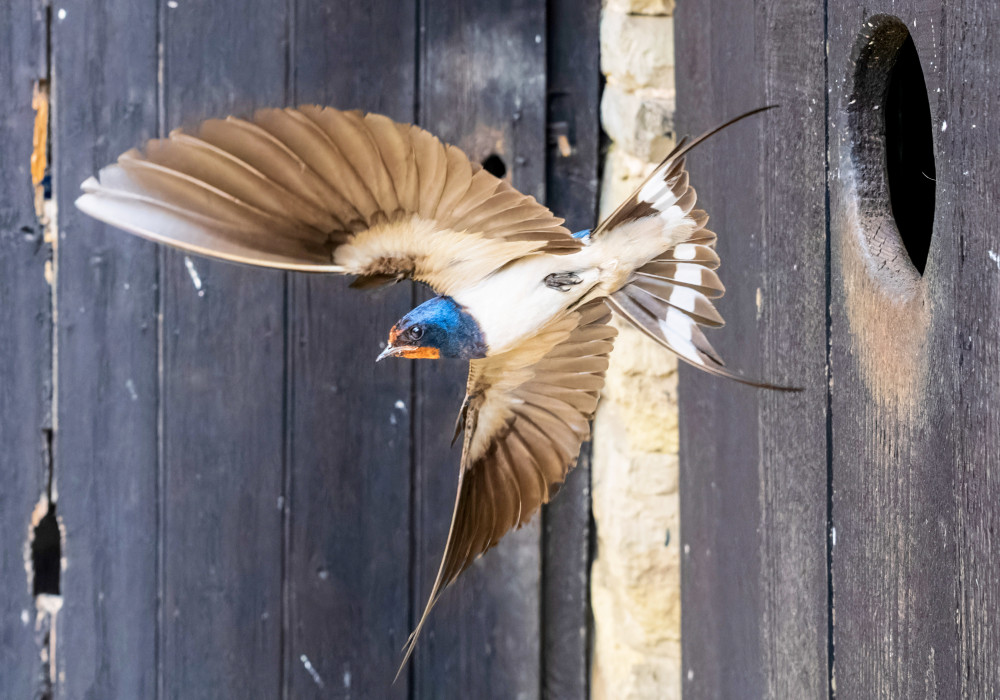 Barn swallow in full flight (Picture: Andrew Fusek-Peters/SWNS)