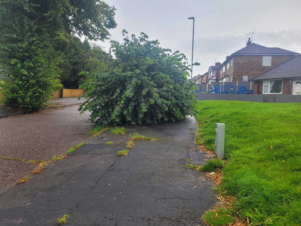 The tree is on Poplar Avenue just off the A34 and residents say it was only cut back a few months ago (LDRS).