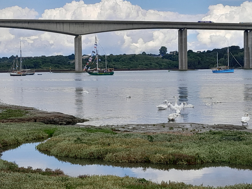 Swan strains to get good look at Old Gaffers (Picture: Nub News)