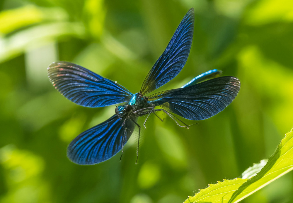 Dragonfly (Picture: Pixabay)