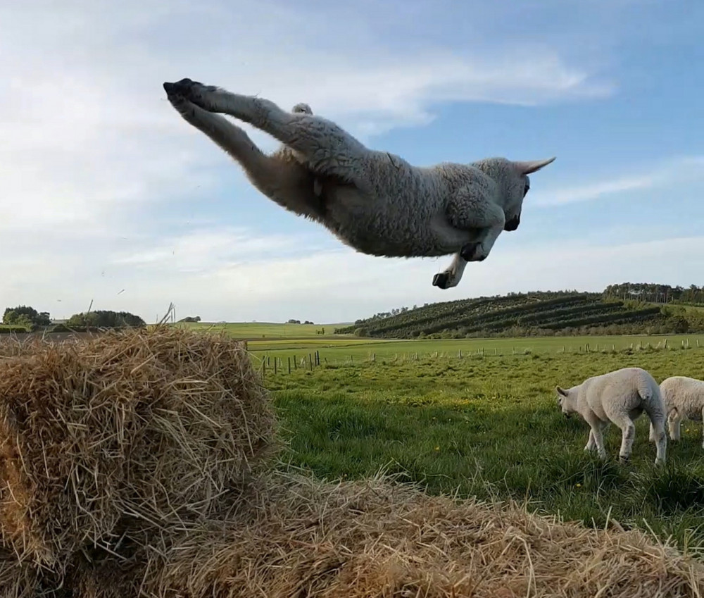 Flying sheep (Picture:  RSPCA/SWNS)