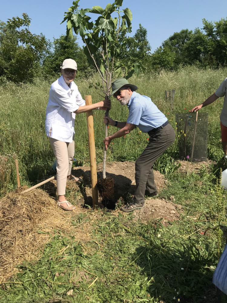 Last tree planting with Falmouth's Michael Davies and La Rochelle's Isabelle Laurent- Collin. (Image: Falmouth Rotary) 