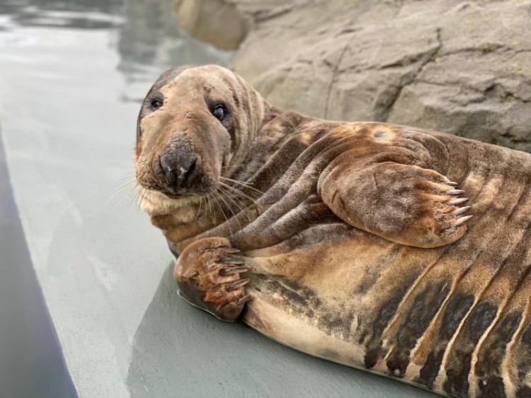 Grey seals at the Cornish Seal Sanctuary have started moulting. (Image: SWNS) 