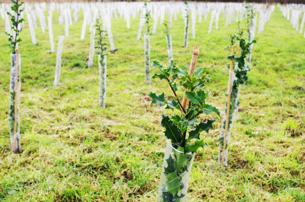 Some of the trees planted in Rooksbridge