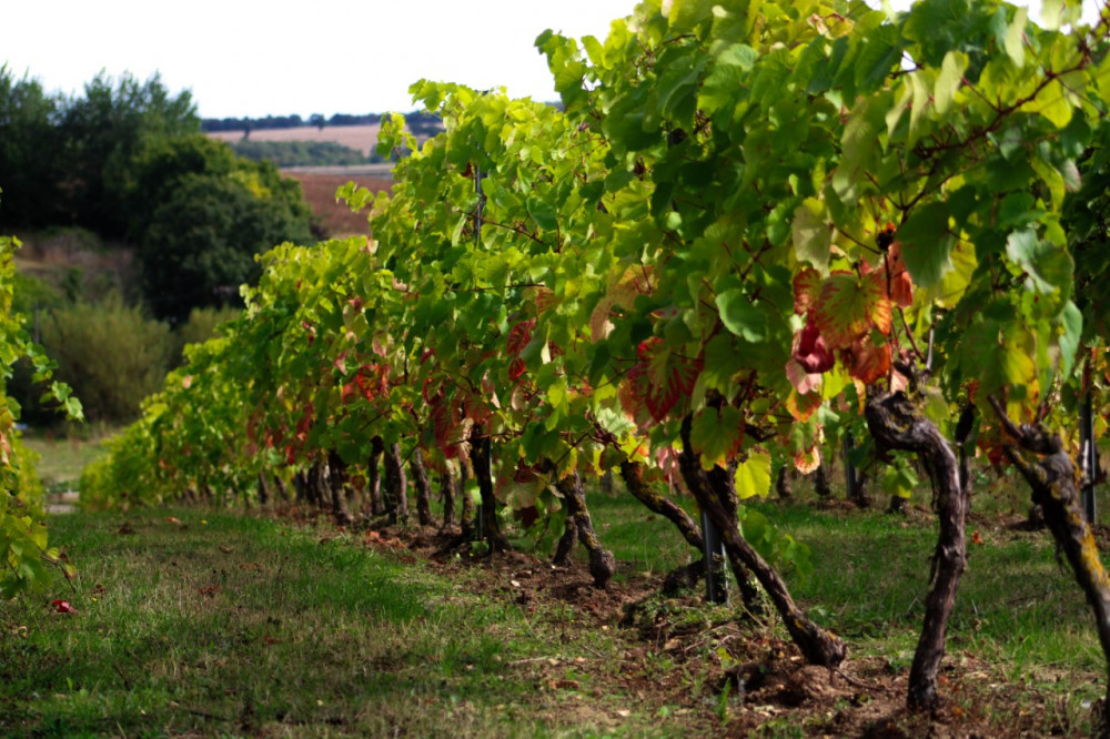 Vineyard (Picture: Lauren Hyde/Nub News)