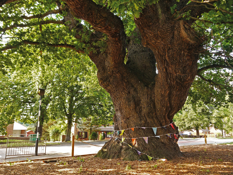 Grantham Oak. Image credit: Julian Hight. Grantham Oak. Image credit: Julian Hight.