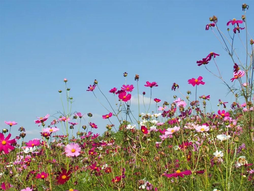 Abbey Farm Abbotsbury will host a three-day flower festival over the August Bank Holiday weekend