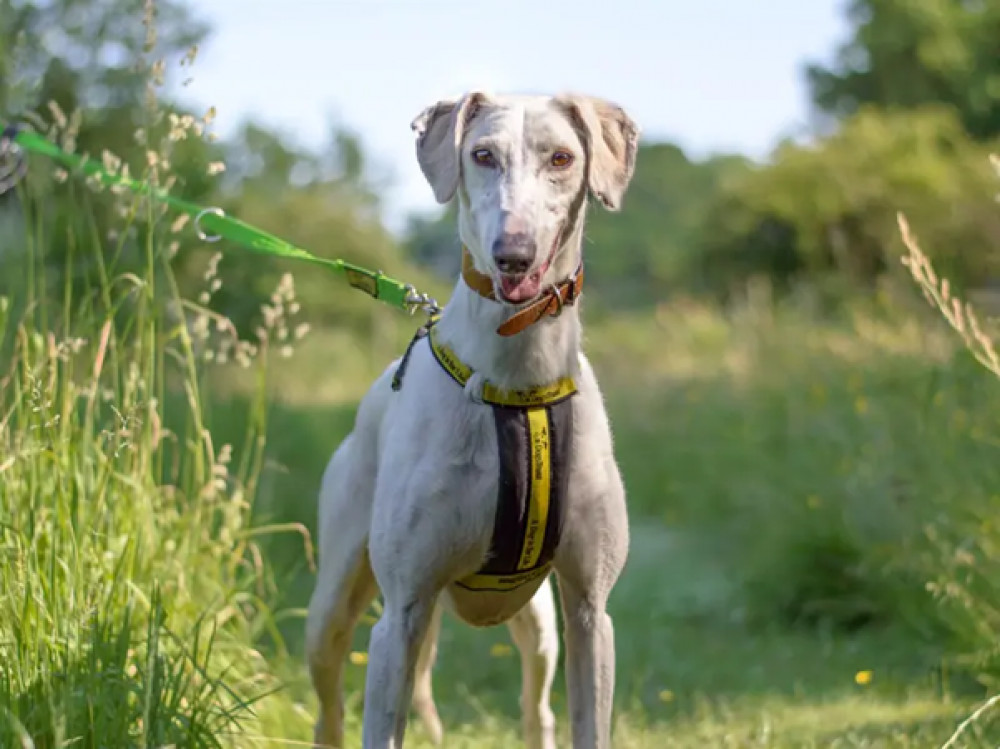 Dogs Trust Kenilworth said 4,300 stray dogs last year could not be reunited with their owners because contact information was incorrect (image via Dogs Trust)