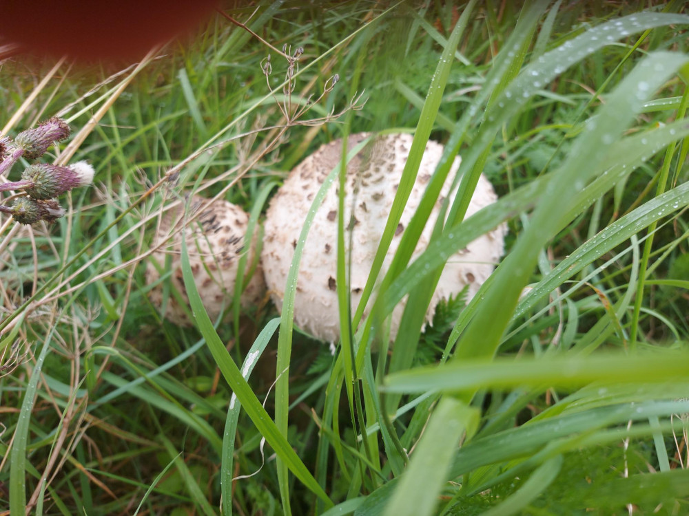 When your little mushroom outgrows - do the swap of clothes at Wesley Methodist Church