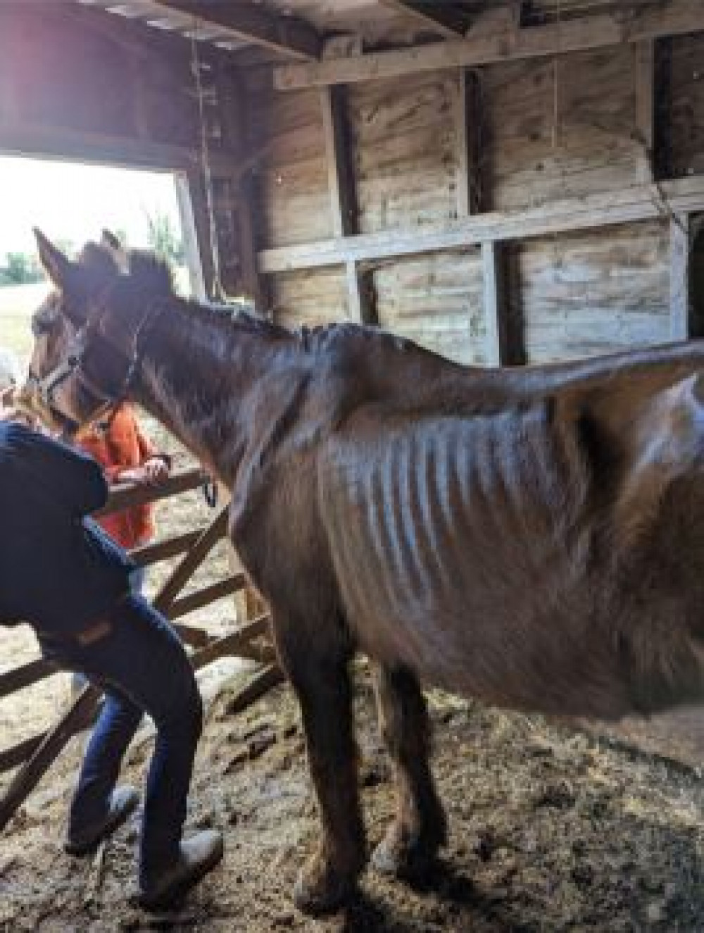 A vet was called to examine Murphy, who was found to be emaciated with a body condition score of just 0.5 out of 5