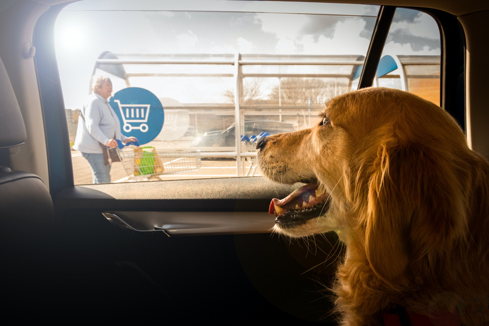 Don't leave dogs in cars (Photo: RSPCA)