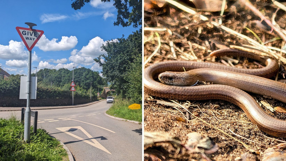 There are concerns over increased traffic and the area's natural evironment (L: Nub News and R, a slow worm, which inhabit the area)