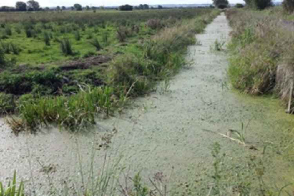Phosphates are causing algal blooms in the Somerset Levels, like Tealham SSSI