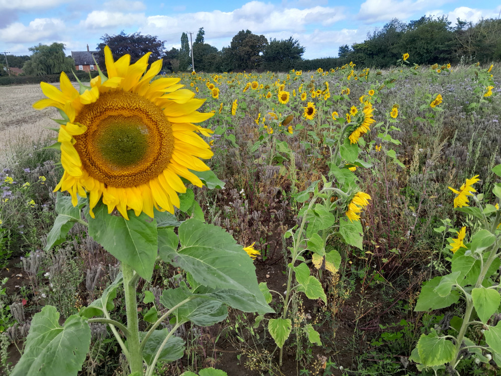 Sunflower goodness (Picture: Nub News)