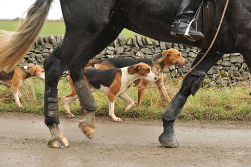 Hunt hounds allegedly attacked pet dog (Picture: Nub News)