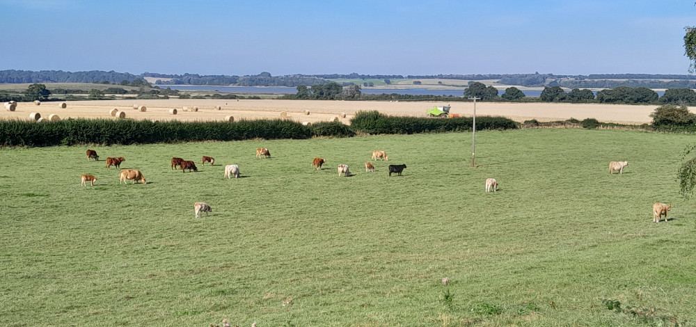 Summer harvest (Picture: Nub News)