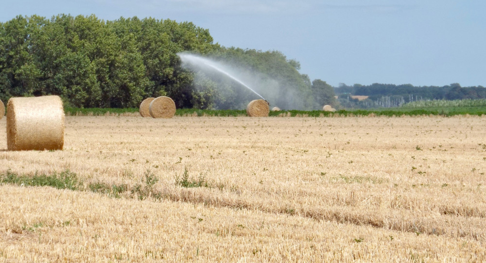 Harvest time (Picture: Nub News)