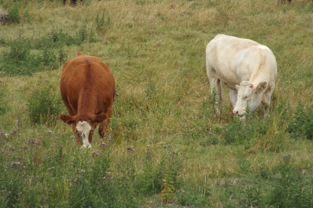 Cow's teeth (Picture: Nub News)