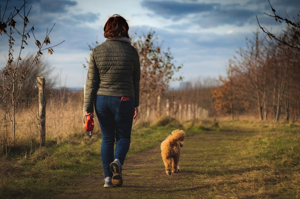 Mogz and Dogz has applied for permission for another dog walking space (image via pixabay)