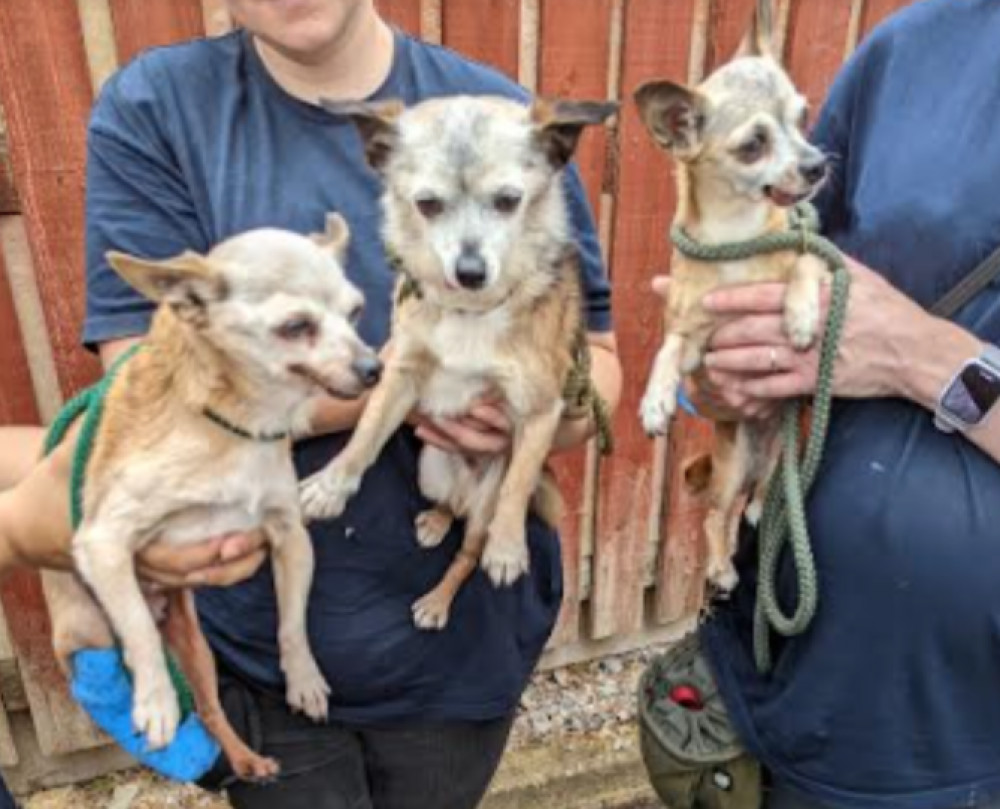 These dogs were rescued in Somerset 