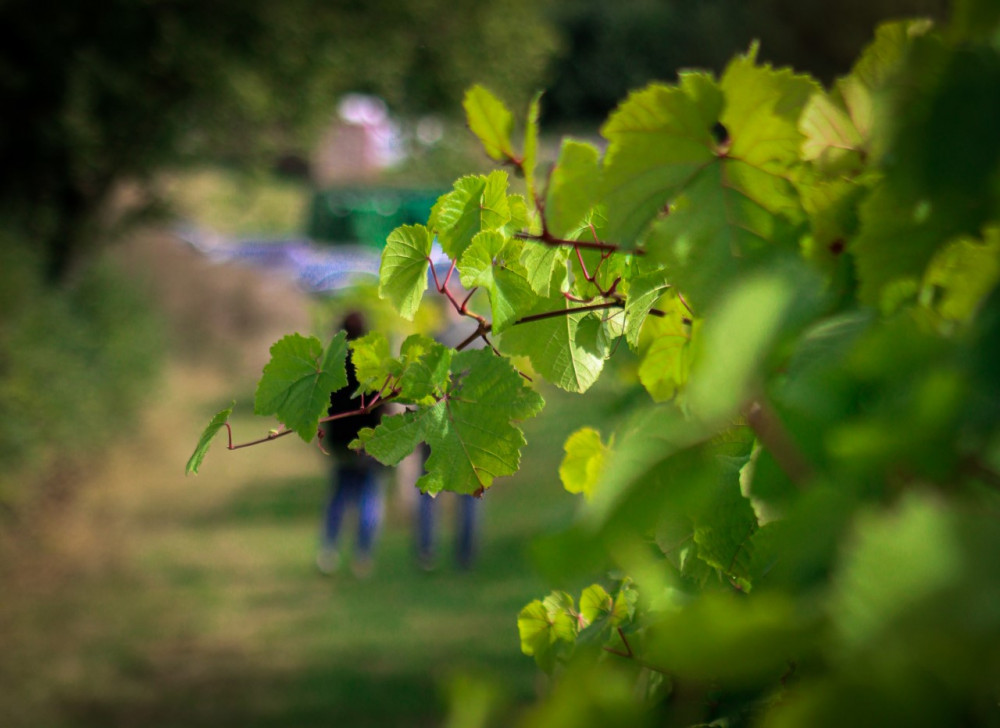 Rural businesses can apply (Picture: Lauren Hyde)