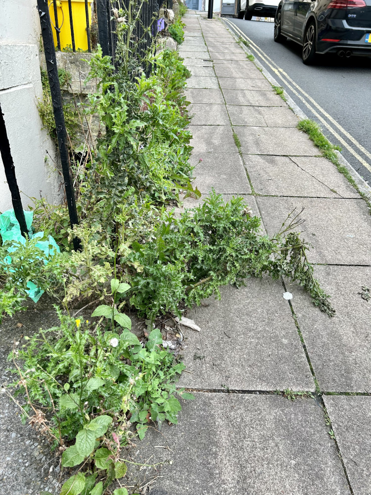 Overgrown weeds on Morford Street in Bath (Image: Janice Legge) - free to use for all partners