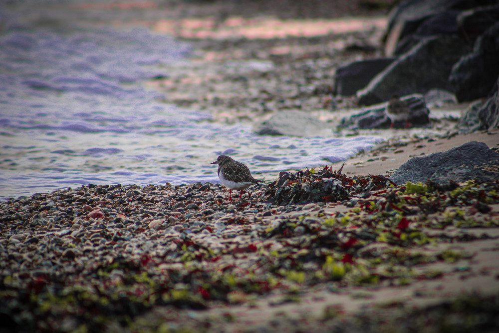 Ringed Plover chicks (Picture: Lauren Hyde)