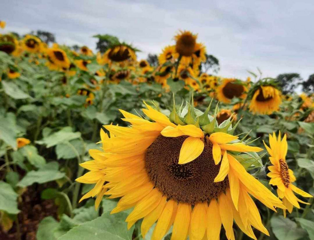 Enjoy picking your own sunflowers and support Rutland Vineyard as the team raise money for charity. Image credit: Nub News. 