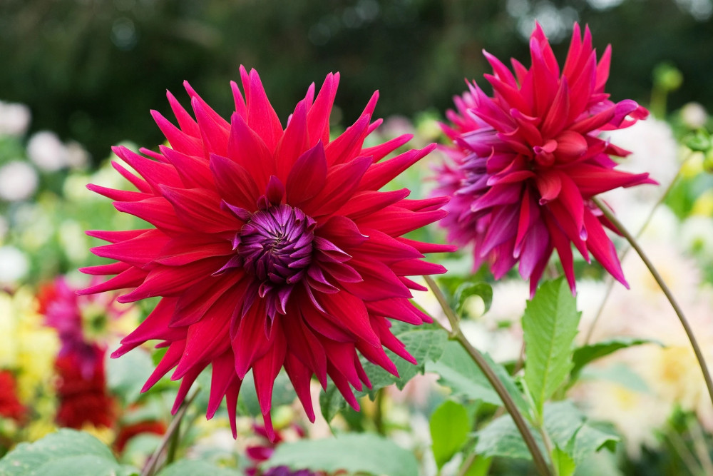 September flowers - Dahlias (Picture: Nub News)