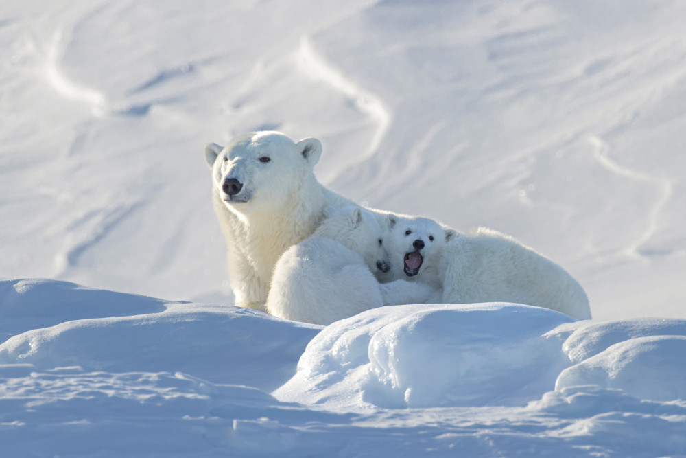 Polar bear threat (Picture: SWNS)