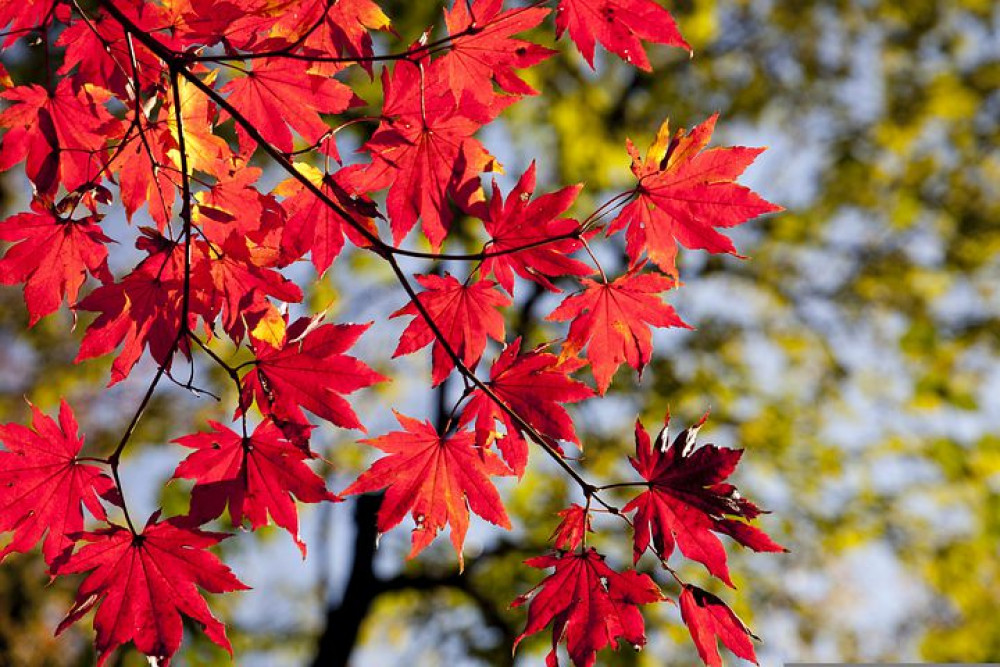 Maple leaves changing colour (Picture: Nub News)