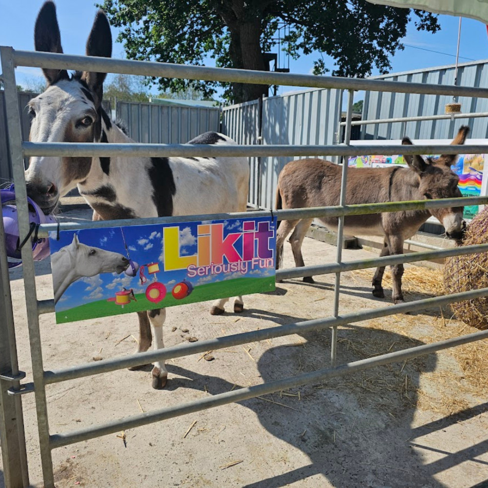 The rescue donkeys enjoyed the day. (Photos: Pedley's Pony to Paddock)'