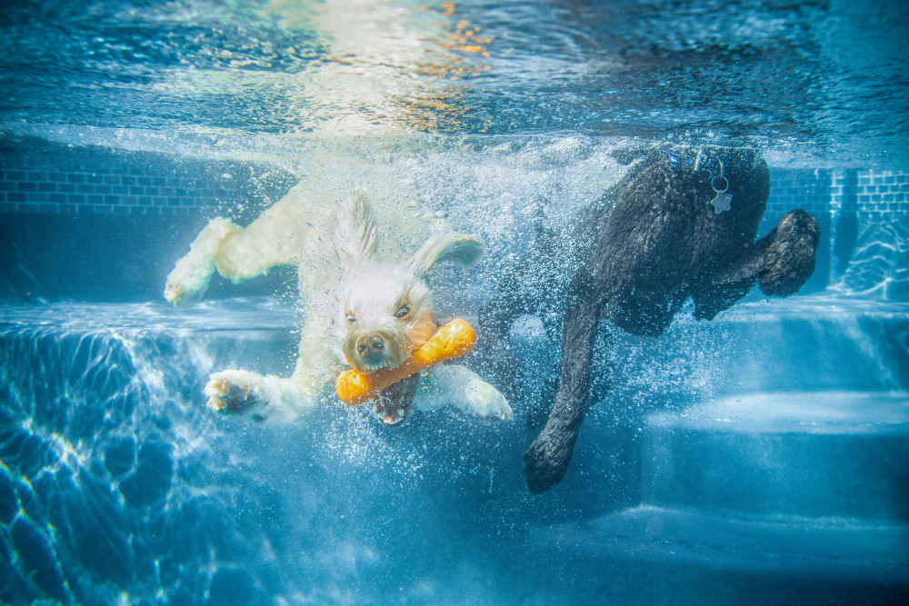 Who let the dogs out? Shepton Mallet Lido! 