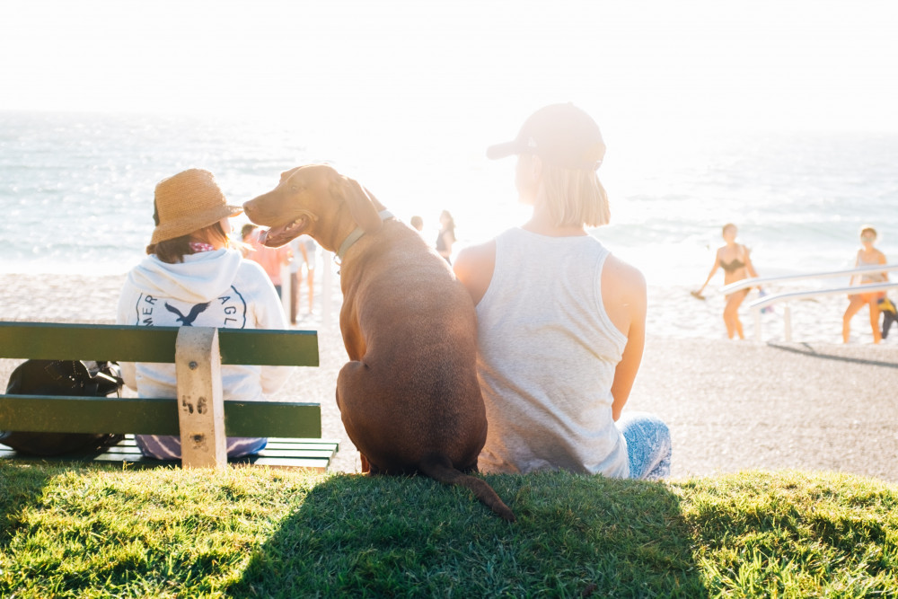 The RSPCA has seen more people searching for advice on how to keep their pets safe in the hot weather. (Image: Supplied) 