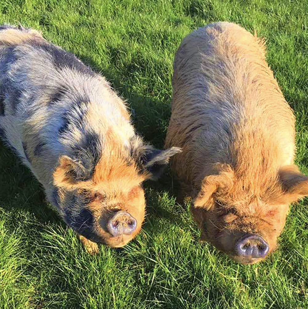 Visitor Services Team Member at the brilliant Standalone Farm - find out more about this exciting role