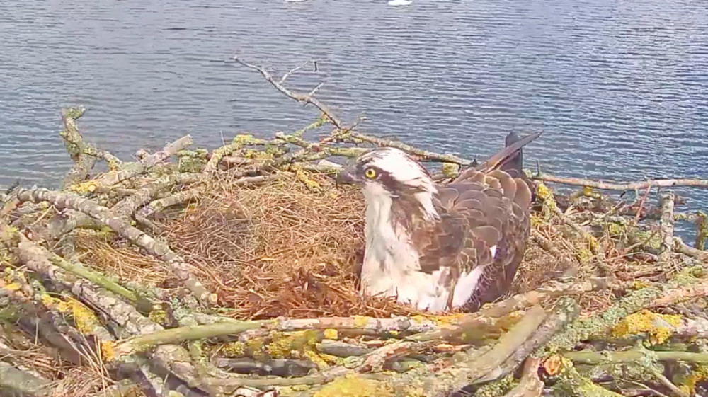 The Rutland pair are back off on their winter holidays. Image credit: Rutland Osprey Project / Youtube.