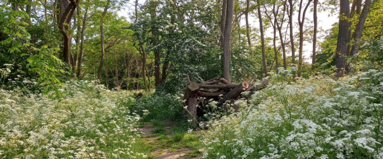 Campaign group Save Ham Lands & River is protesting Thames Water's plans to despoil the nature reserve and riverbank at Ham Lands. (Photo: https://www.savehamlandsandriver.org.uk/)