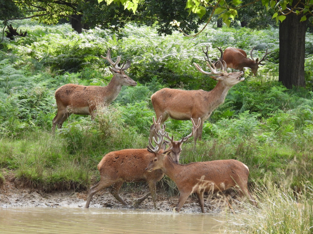 Deers in Richmond Park. (Photo Credit: Amanda Boardman).