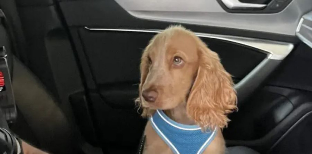 The 12-week-old cocker spaniel puppy who was being transported in the vehicle