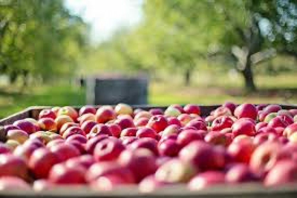 Hadleigh apples (Picture: Nub News)