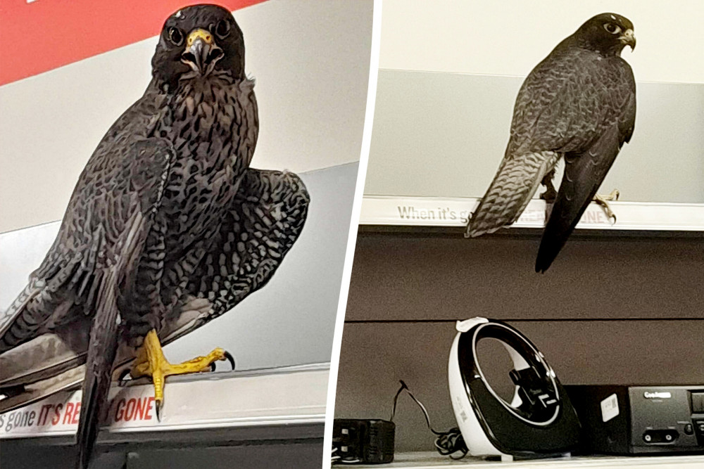 Shoppers and staff were "stunned" when a peregrine falcon flew into a charity shop on Campbell Road, Stoke-on-Trent (SWNS).