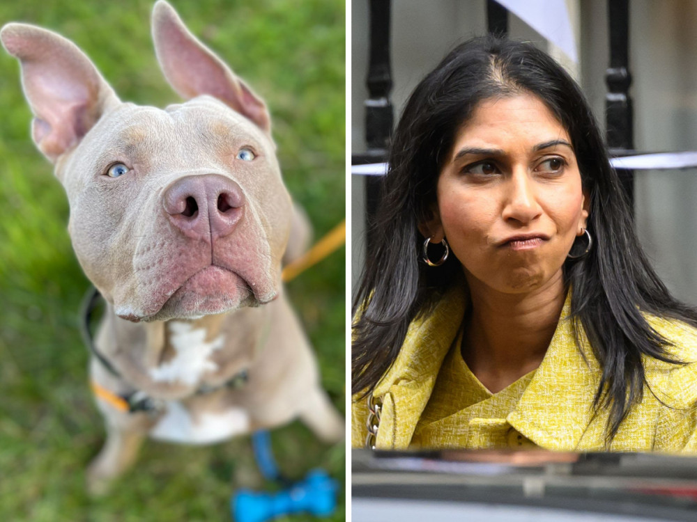 What is an American XL bully? Breed explained as Suella Braverman