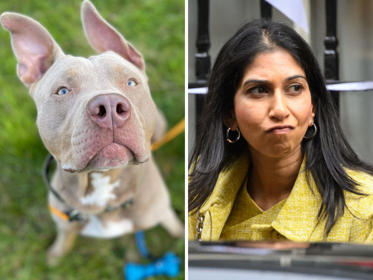 XL bully owner feels “targeted” over her pooch following calls to outlaw breed (credit: Cesar Medina).